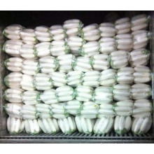 good vegetable and fruit supplier in china fresh white radish